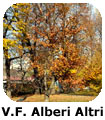 VF Alberi X